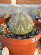 Large Euphorbia Obesa Live Succulent | Rare Seed Grown Baseball Plant #487