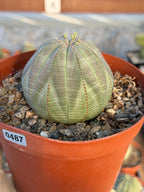 Large Euphorbia Obesa Live Succulent | Rare Seed Grown Baseball Plant #487