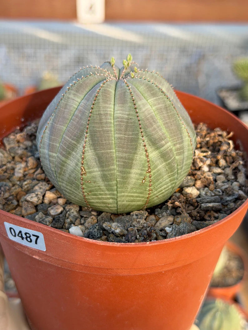 Large Euphorbia Obesa Live Succulent | Rare Seed Grown Baseball Plant #487