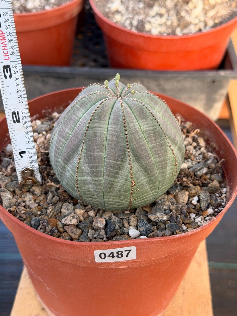 Large Euphorbia Obesa Live Succulent | Rare Seed Grown Baseball Plant #487