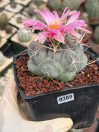 Thelocactus Hexaedrophorus Rare Blue Cactus | Live Collector Plant #389