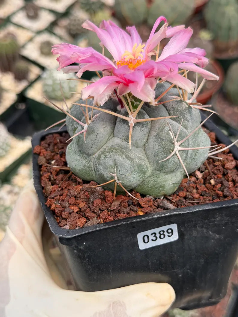 Thelocactus Hexaedrophorus Rare Blue Cactus | Live Collector Plant #389
