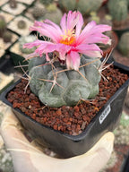 Thelocactus Hexaedrophorus Rare Blue Cactus | Live Collector Plant #389