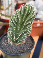 Crested Mexican Fence Post Cactus – Rare Live Plant #447