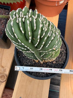 Crested Mexican Fence Post Cactus – Rare Live Plant #447