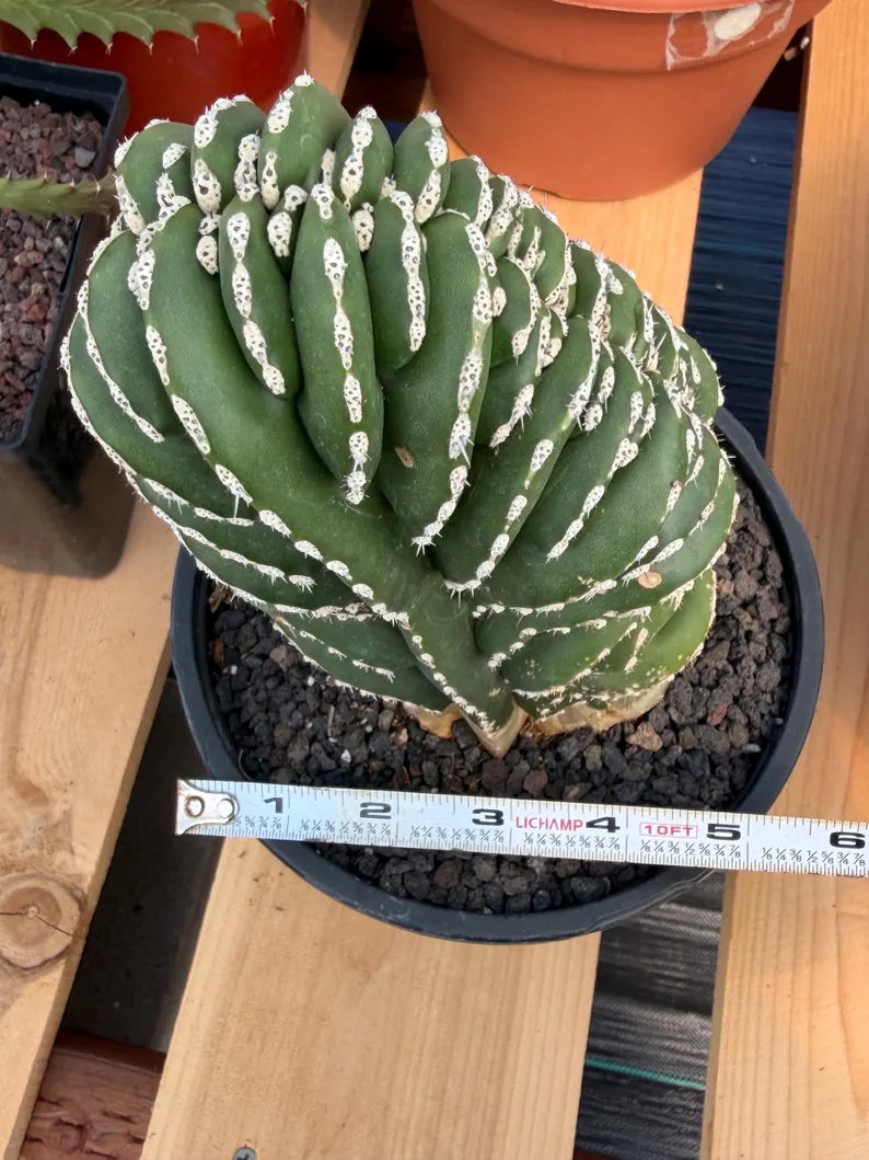 Crested Mexican Fence Post Cactus – Rare Live Plant #447