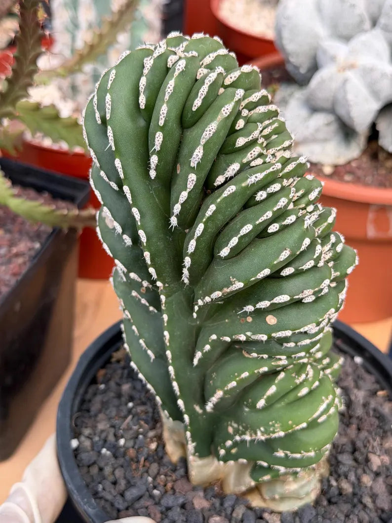 Crested Mexican Fence Post Cactus – Rare Live Plant #447