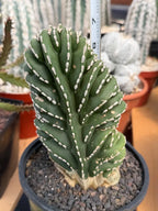 Crested Mexican Fence Post Cactus – Rare Live Plant #447