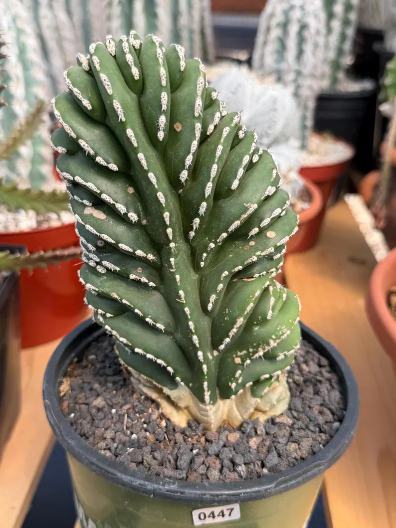 Crested Mexican Fence Post Cactus – Rare Live Plant #447