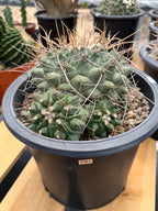 Thelocactus Rinconensis Cluster Live Cactus #462