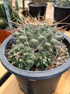 Thelocactus Rinconensis Cluster Live Cactus #462