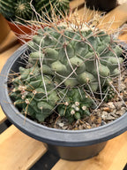 Thelocactus Rinconensis Cluster Live Cactus #462