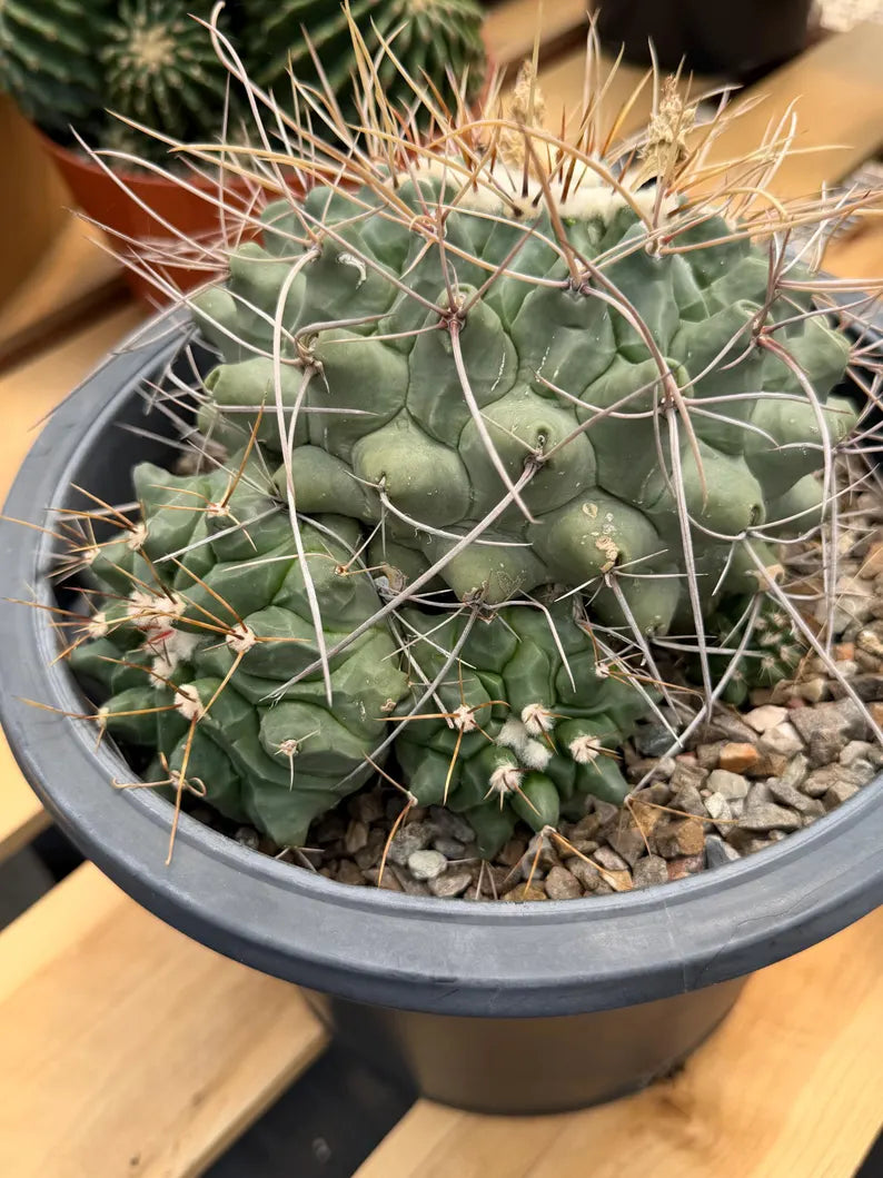 Thelocactus Rinconensis Cluster Live Cactus #462