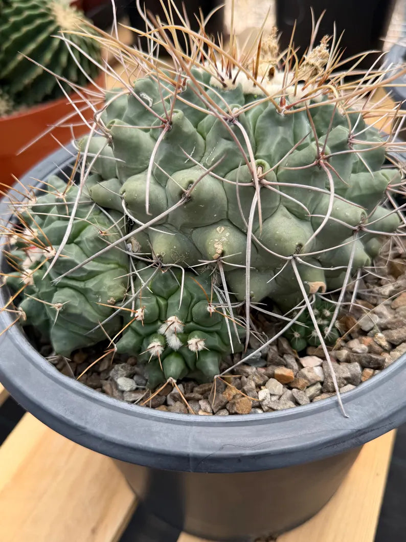 Thelocactus Rinconensis Cluster Live Cactus #462