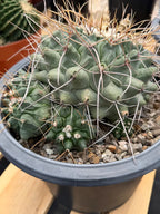 Thelocactus Rinconensis Cluster Live Cactus #462