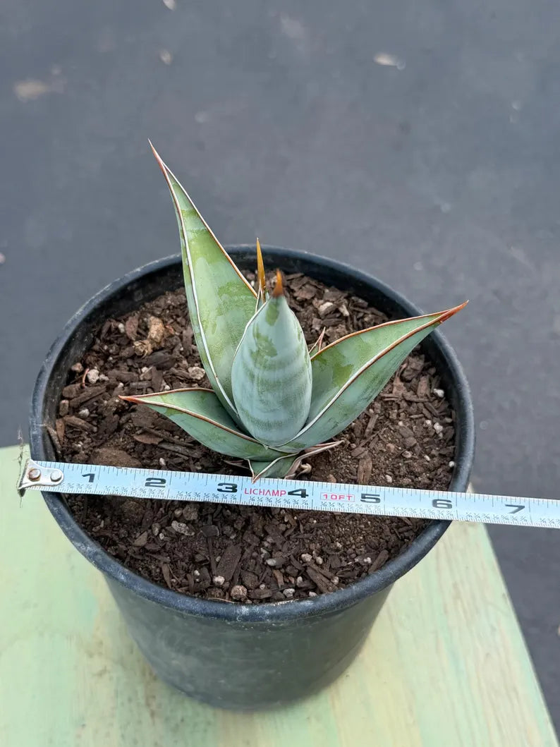 Sansevieria Pinguicula Rooted Offset | Rare Walking Snake Plant