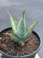 Sansevieria Pinguicula Rooted Offset | Rare Walking Snake Plant