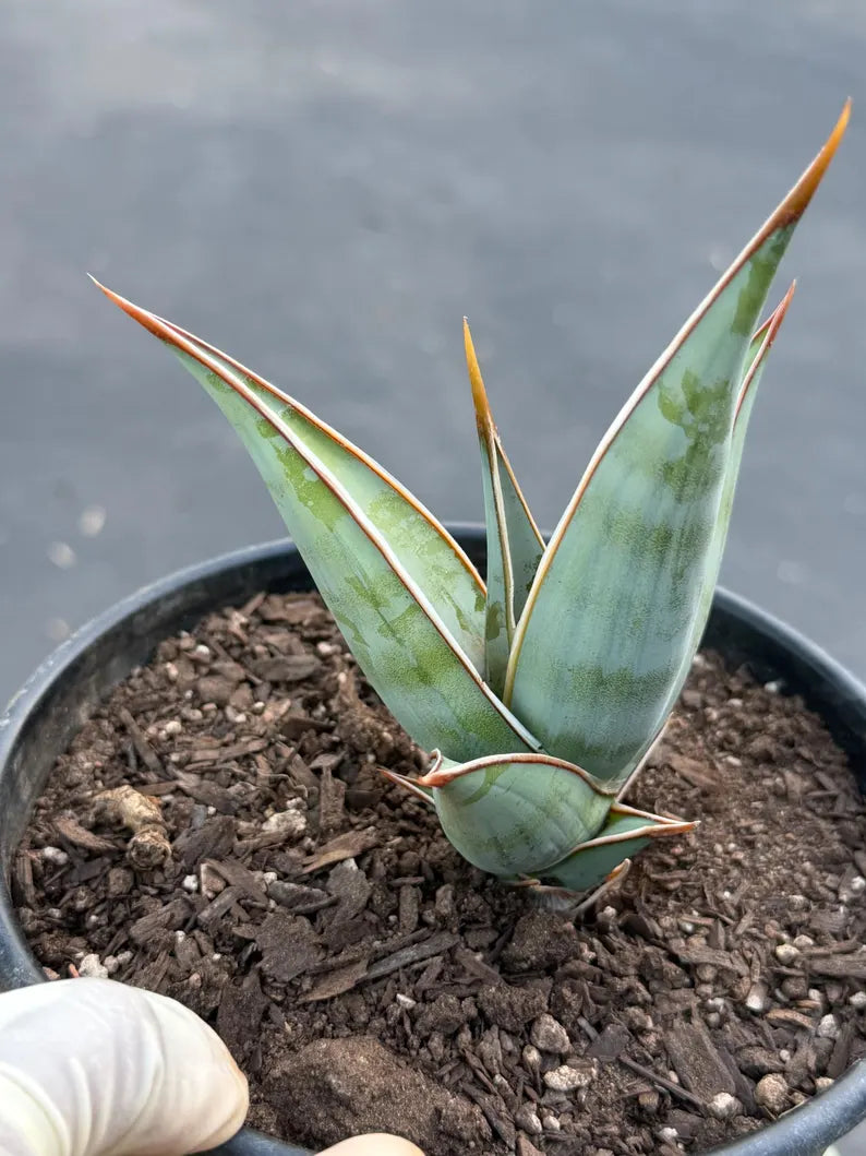 Sansevieria Pinguicula Rooted Offset | Rare Walking Snake Plant
