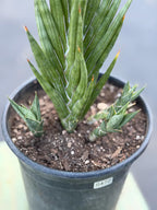 Sansevieria Francisii Live Plant | Rare Spiral Snake Plant with Pups #470