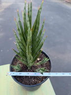 Sansevieria Francisii Live Plant | Rare Spiral Snake Plant with Pups #470