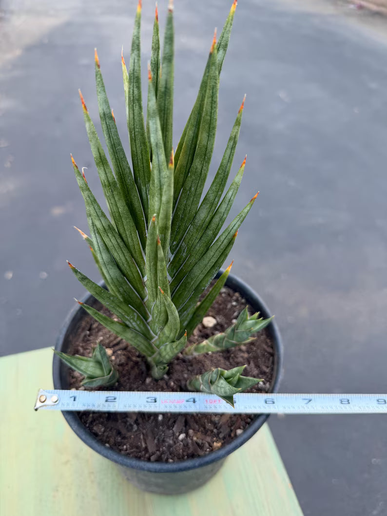 Sansevieria Francisii Live Plant | Rare Spiral Snake Plant with Pups #470