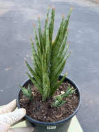 Sansevieria Francisii Live Plant | Rare Spiral Snake Plant with Pups #470
