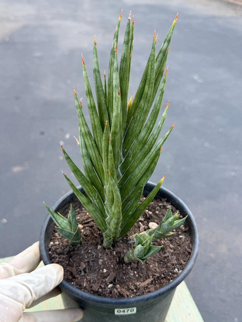 Sansevieria Francisii Live Plant | Rare Spiral Snake Plant with Pups #470