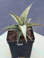 Sansevieria Lavranos 23251 Live Plant | Rare Collector Snake Plant #466
