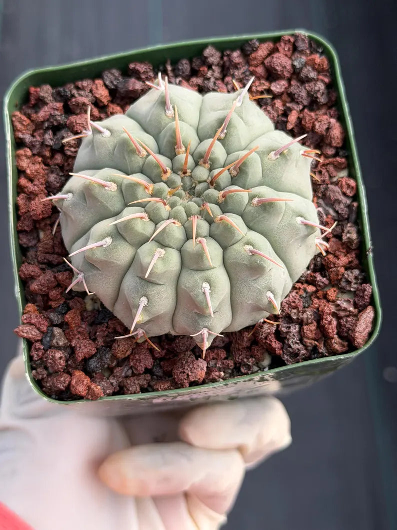 Gymnocalycium Vaterii Single Spines Live Cactus | Rare Seed Grown Plant #226