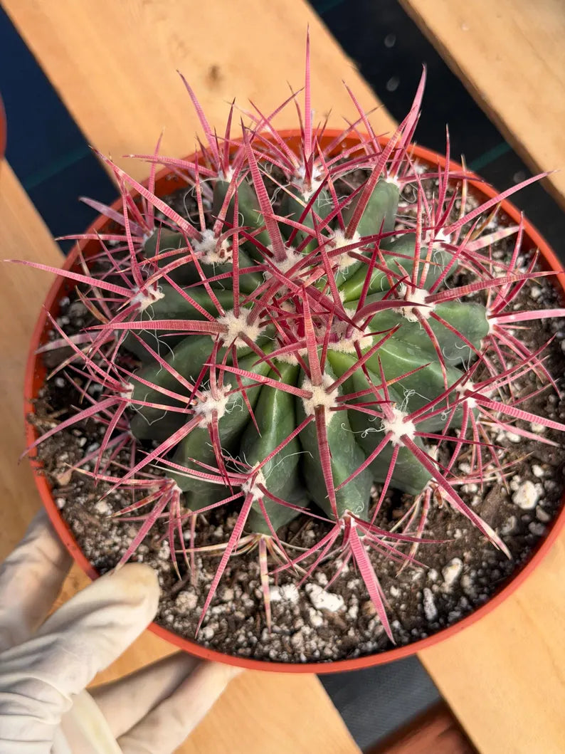 Ferocactus Gracilis Red Spine Barrel Cactus | Rare Live Cactus Plant #512