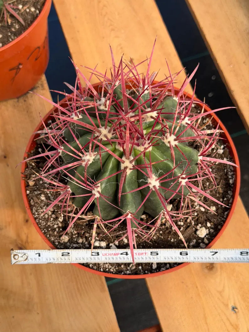 Ferocactus Gracilis Red Spine Barrel Cactus | Rare Live Cactus Plant #512