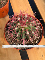 Ferocactus Gracilis Red Spine Barrel Cactus | Rare Live Cactus Plant #512