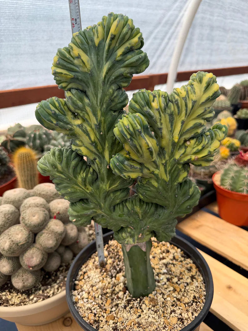 Variegated Crested Blue Myrtle Cactus Grafted #396