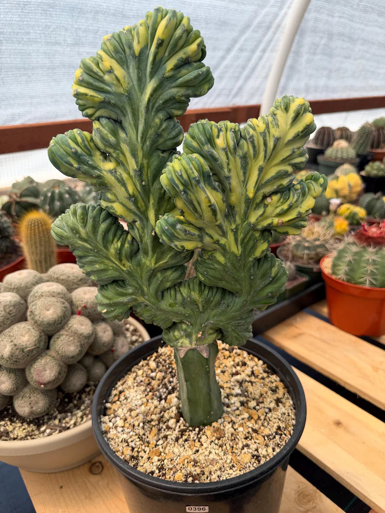 Variegated Crested Blue Myrtle Cactus Grafted #396