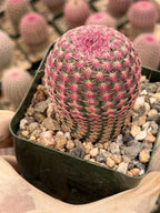 Rainbow Cactus Seed Grown Rare Live Cactus Plant | Pink Cactus