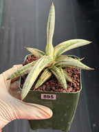 Variegated Sansevieria Blue Clone White Variegation Live Snake Plant #895