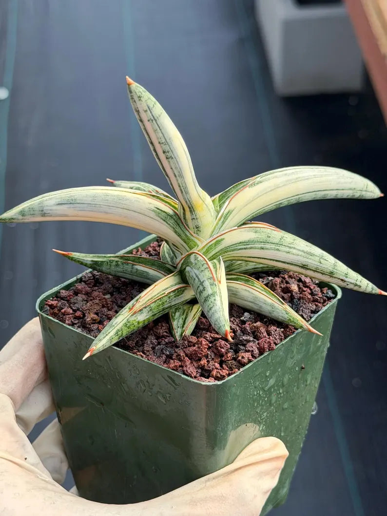 Variegated Sansevieria Blue Clone White Variegation Live Snake Plant #895
