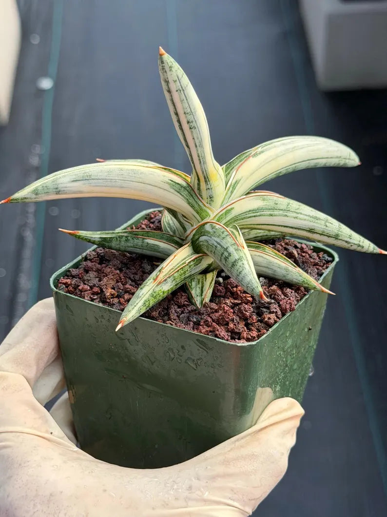 Variegated Sansevieria Blue Clone White Variegation Live Snake Plant #895