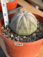 Large Euphorbia Obesa Live Succulent | Rare Seed Grown Baseball Plant #484