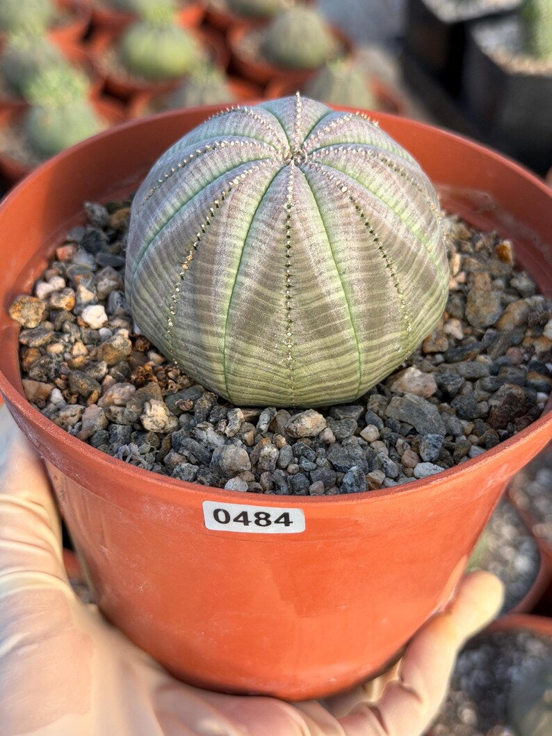 Large Euphorbia Obesa Live Succulent | Rare Seed Grown Baseball Plant #484