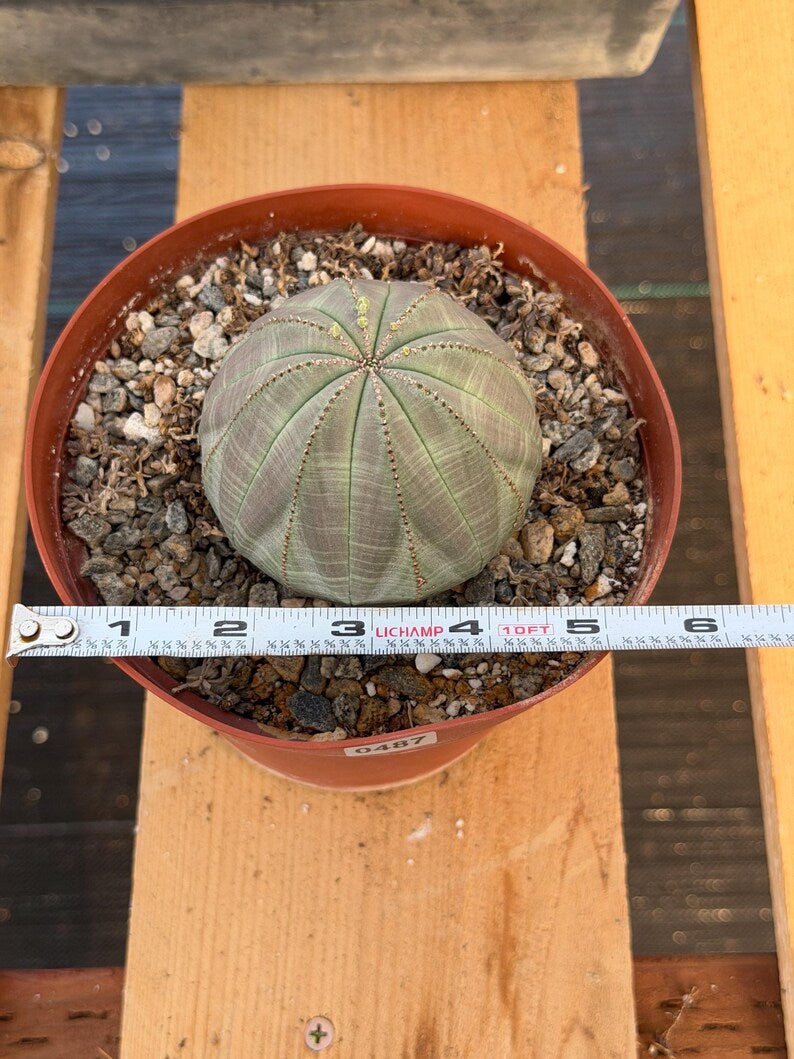 Large Euphorbia Obesa Live Succulent | Rare Seed Grown Baseball Plant #487