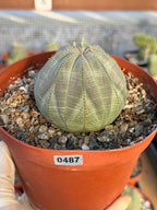 Large Euphorbia Obesa Live Succulent | Rare Seed Grown Baseball Plant #487