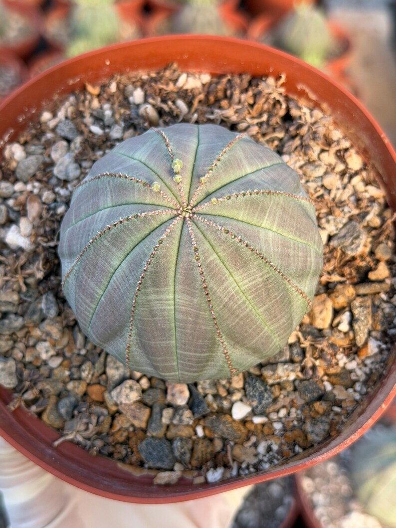 Large Euphorbia Obesa Live Succulent | Rare Seed Grown Baseball Plant #487