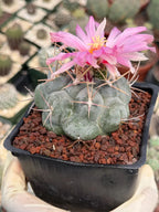 Thelocactus Hexaedrophorus Rare Blue Cactus | Live Collector Plant #389