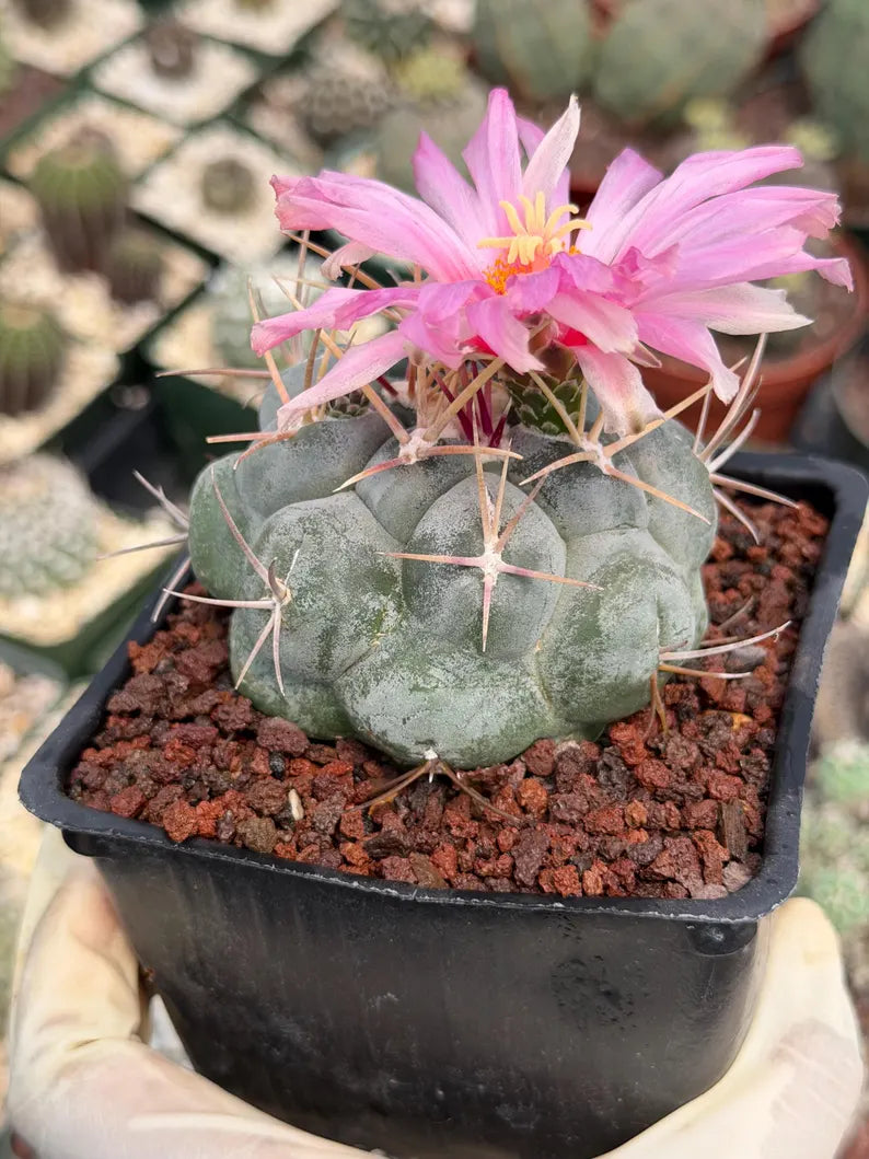 Thelocactus Hexaedrophorus Rare Blue Cactus | Live Collector Plant #389