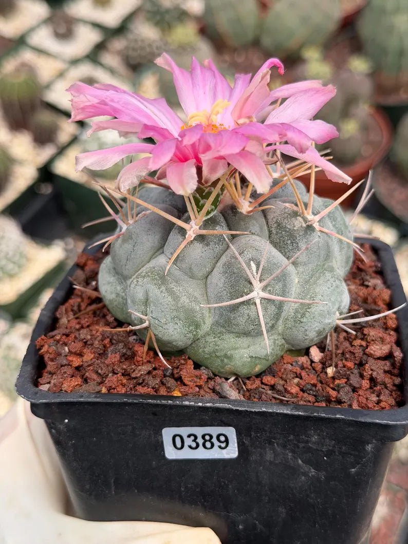 Thelocactus Hexaedrophorus Rare Blue Cactus | Live Collector Plant #389