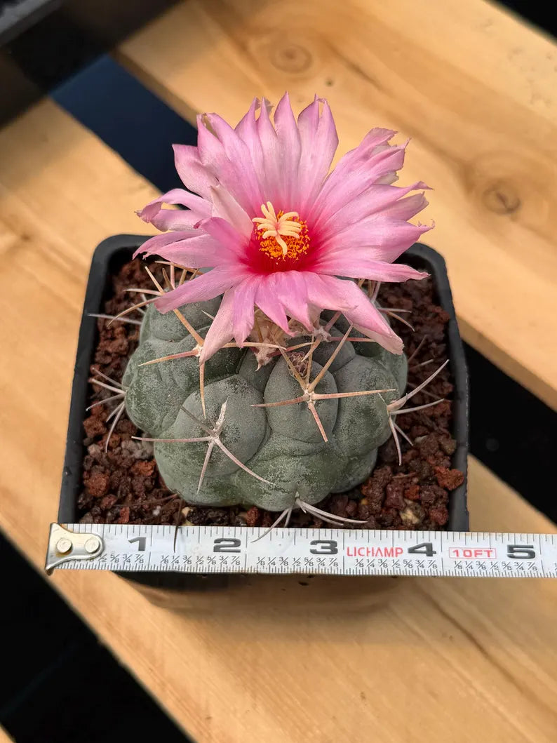 Thelocactus Hexaedrophorus Rare Blue Cactus | Live Collector Plant #389