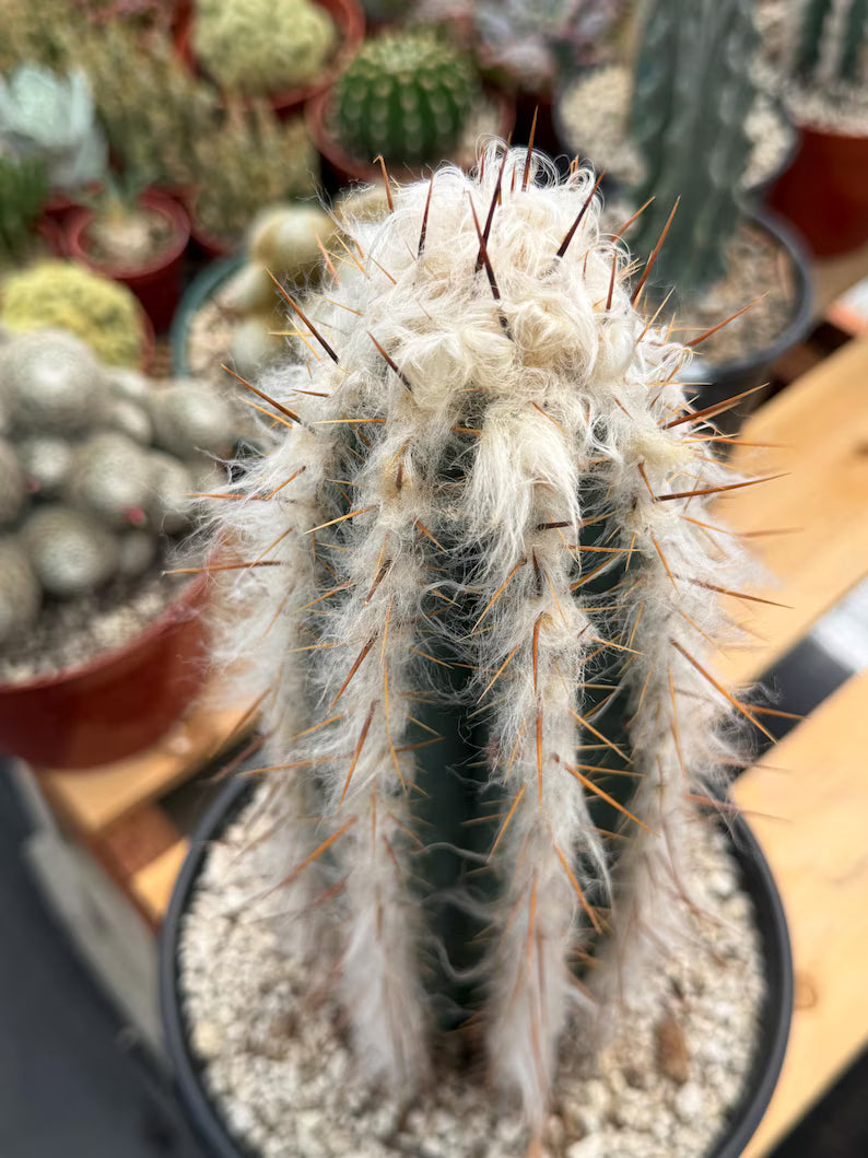 Blue Pilosocereus Pachycladus Rooted Cutting – 13" #407