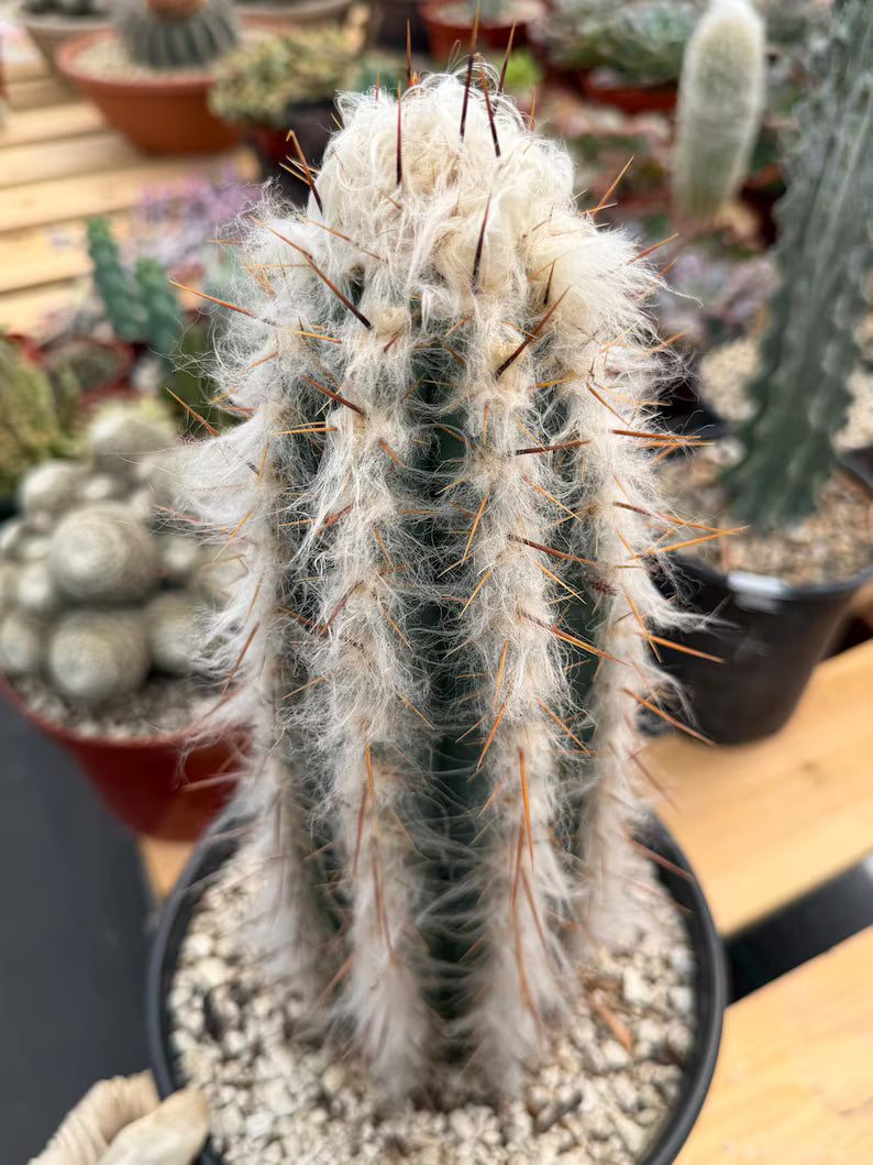 Blue Pilosocereus Pachycladus Rooted Cutting – 13" #407