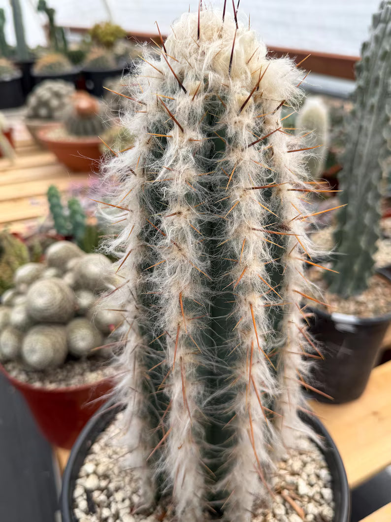 Blue Pilosocereus Pachycladus Rooted Cutting – 13" #407